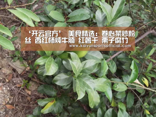 ‘开云官方’
美食精选:卷心菜炒粉丝 西红柿炖牛腩 红薯干 栗子腐竹煲的做法(图3) 开云体育