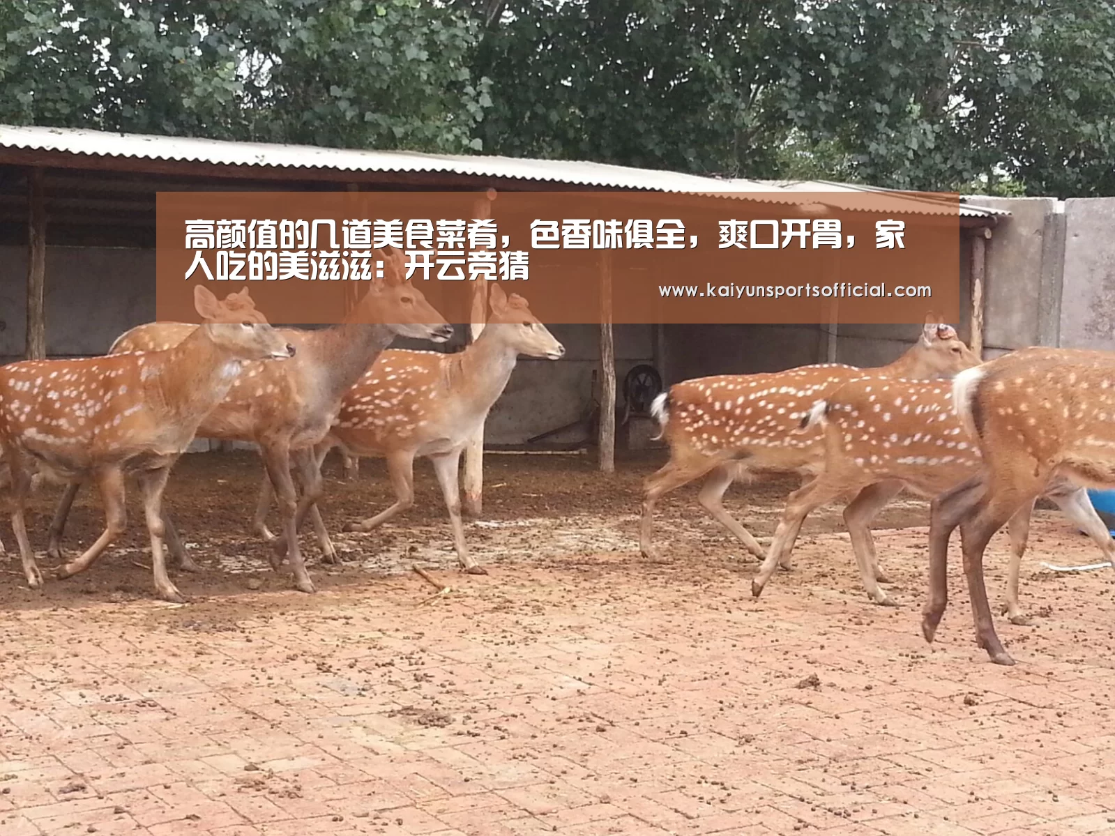 高颜值的几道美食菜肴,色香味俱全,爽口开胃,家人吃的美滋滋:开云竞猜(图1) 开云官方